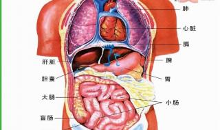 人体内器官分布图 人体五脏六腑分布图