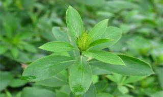 土地种植什么最挣钱 种植什么药材最赚钱