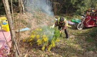 加拿大一枝黄花有蜜源吗 加拿大一枝黄花是什么