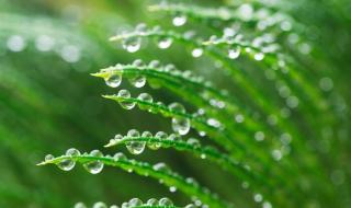 雨水的节气习俗是什么