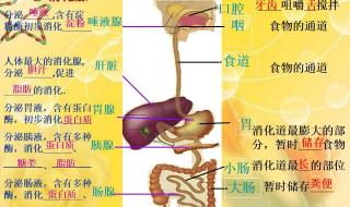 中考生物知识点归纳总结